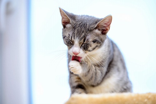猫の5月生まれはのんびりやu2026。猫は生まれ月で性格が変わる？  猫壱 