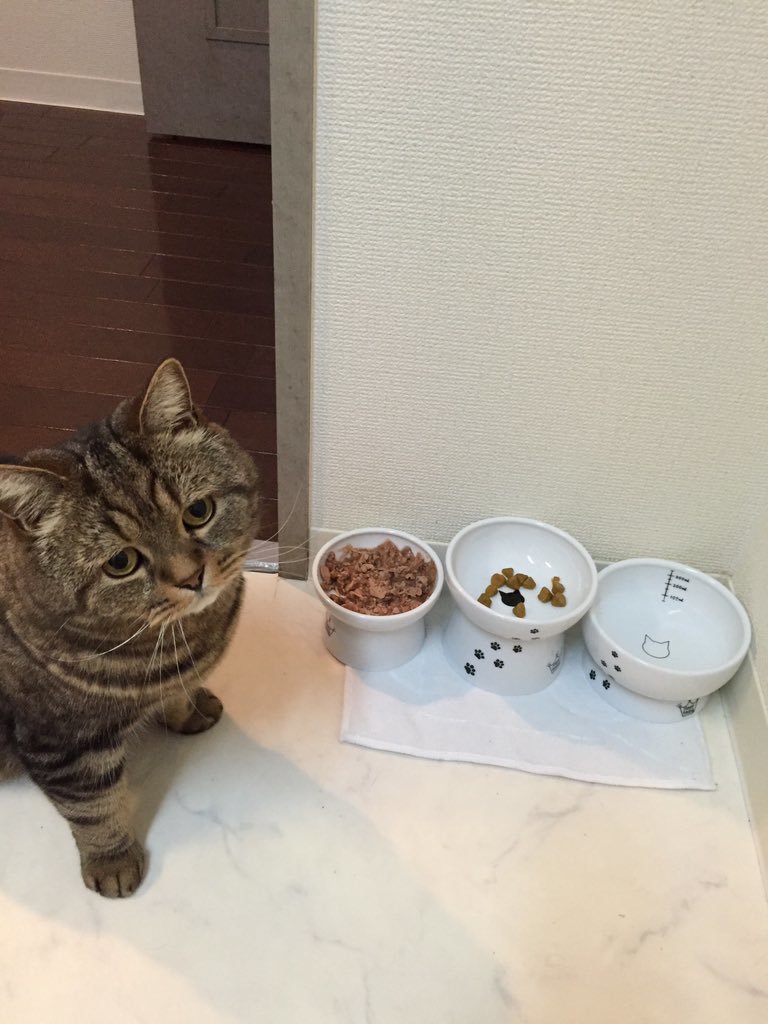 顔に癒される それ行け 芋虫ロイド 君ってどんな猫 猫壱 Necoichi