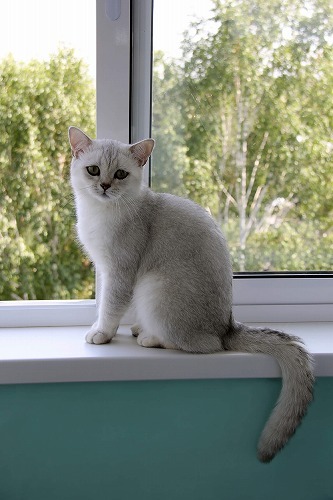 ネコも紫外線は大敵 な猫はご用心 猫の日焼けは結構怖いらしい 猫壱 Necoichi ネコも紫外線は大敵 な猫はご用心 猫の日焼けは結構怖いらしい 猫壱 Necoichi