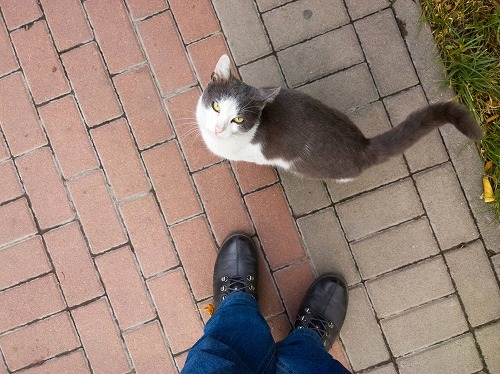 虐待される猫を減らしたい 私達にできる2つのこと 猫壱 Necoichi 虐待される猫を減らしたい 私達にできる2つのこと 猫壱 Necoichi