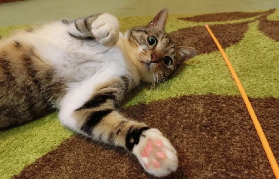 ネコの抜け毛対策はコレで解決 ネコと飼い主の快適な生活 前編 猫壱 Necoichi ネコの抜け毛対策はコレで解決 ネコと飼い主の快適な生活 前編 猫壱 Necoichi
