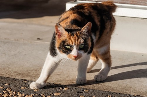 ネコにも県民性がある 日本横断 ネコの地域差を調べてみた 猫壱 Necoichi ネコにも県民性がある 日本横断 ネコの地域差を調べてみた 猫壱 Necoichi
