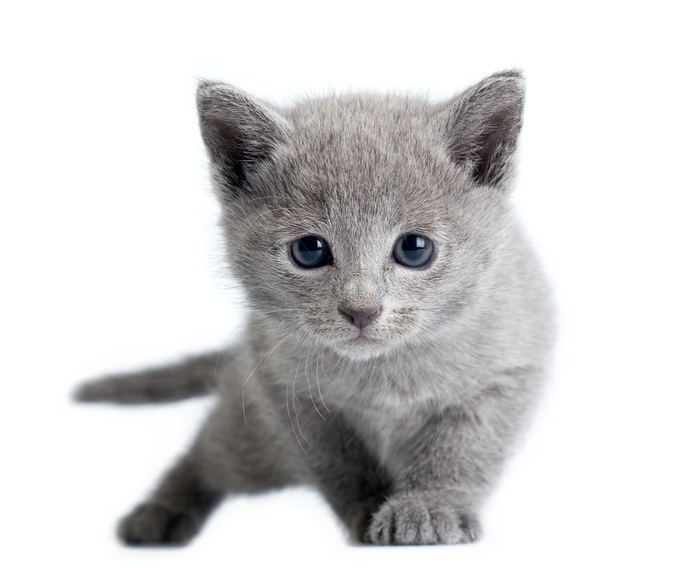 猫を飼う前に知っておこう 猫種によって違う病気や性格の見分け方 後編 猫壱 Necoichi 猫を飼う前に知っておこう 猫種によって違う病気や性格の見分け方 後編 猫壱 Necoichi