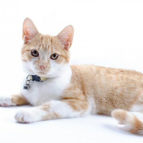 知って欲しい 猫エイズについての知識 猫エイズ ってどんな病気 猫壱 Necoichi 知って欲しい 猫エイズについての知識 猫エイズ ってどんな病気 猫壱 Necoichi