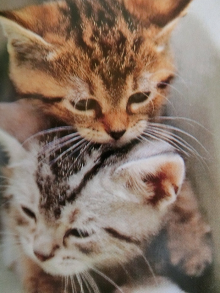 所沢さくらねこ診療所 私も猫のために頑張っています 特集 猫壱 Necoichi