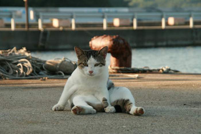 田代島はなぜ 猫島 になったのか その不思議な理由とは 猫壱 Necoichi 田代島はなぜ 猫島 になったのか その不思議な理由とは 猫壱 Necoichi