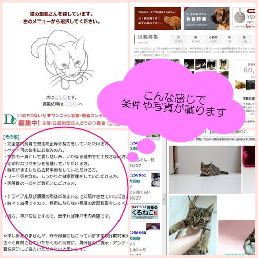 里親募集 ネット編 里親詐欺に遭わないために 猫壱 Necoichi