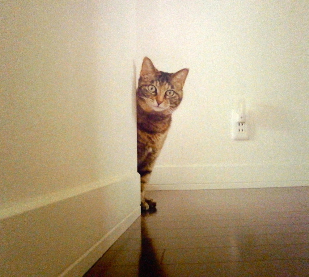 猫は自分の悪口がわかるかも 猫と暮らす時に気をつけたい3か条とは 猫壱 Necoichi