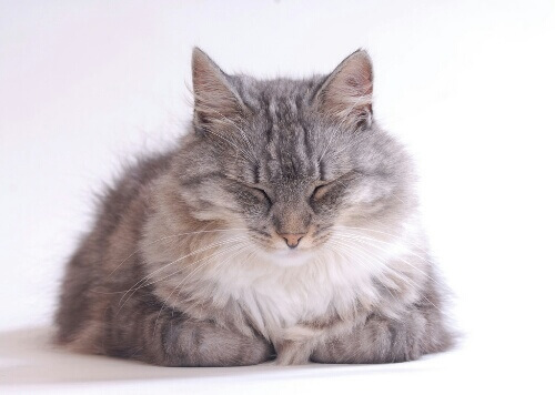 猫はなんで寝言を言うの 寝言から見る猫の 眠り の秘密 猫壱 Necoichi 猫はなんで寝言を言うの 寝言から見る猫の 眠り の秘密 猫壱 Necoichi