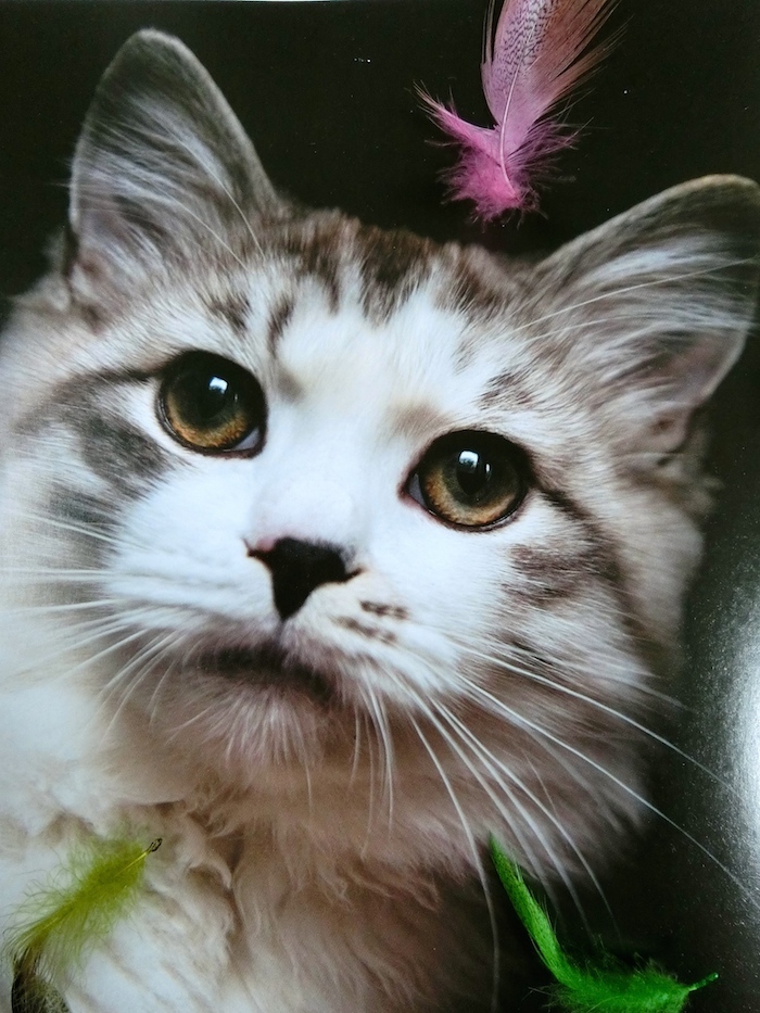 猫と相性 やっぱりあるかも あなたは猫に好かれるor嫌われる飼い主 猫壱 Necoichi
