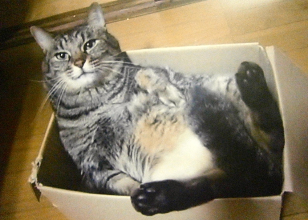 猫の多頭飼い 犬と猫 猫同士でもうまく行くケースには の法則がある 猫壱 Necoichi 猫の多頭飼い 犬と猫 猫同士でもうまく行くケースには の法則がある 猫壱 Necoichi