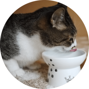 猫の健康 猫の鼻が乾いていたら要注意 夏に気をつけたい健康チェック 猫壱 Necoichi 猫の健康 猫の鼻が乾いていたら要注意 夏に気をつけたい健康チェック 猫壱 Necoichi