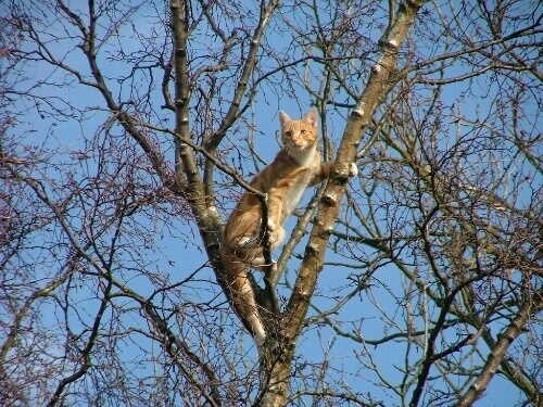 助けて 降りれにゃい 猫が高いところから降りるのが苦手な理由 猫壱 Necoichi