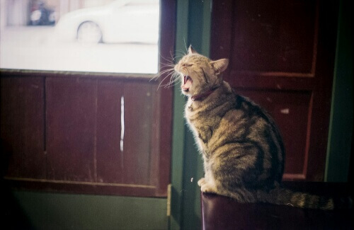 見逃さにゃいで 猫の 寂しい を伝える3つのサイン 猫壱 Necoichi