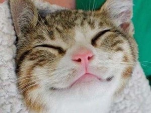猫は笑う 笑顔はどんな感じ ネコの気持ちはどこまで人間に伝わるか 猫壱 Necoichi