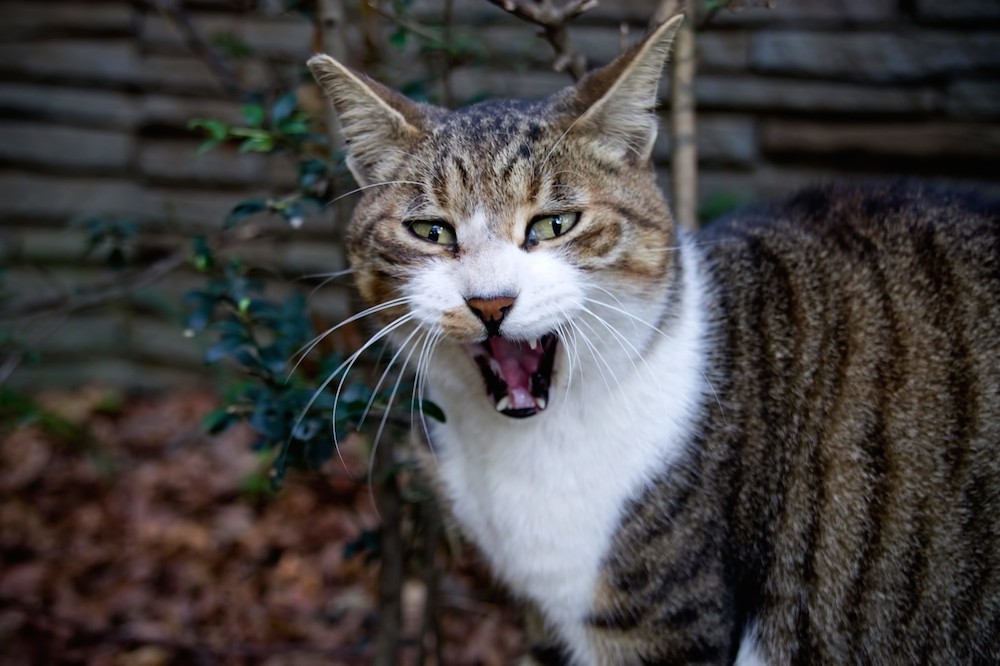 猫が 寂しいニャ と感じるとき 飼い主が気をつけるポイントとは 猫壱 Necoichi