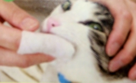 猫の歯磨き 3歳以上の猫の8割が歯周病 猫の歯磨きを簡単に行うコツ 猫壱 Necoichi 猫の歯磨き 3歳以上の猫の8割が歯周病 猫の歯磨きを簡単に行うコツ 猫壱 Necoichi