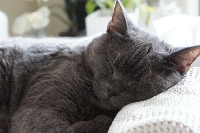 有名人が語る 私は猫のココが好き 思わず納得してしまう猫の名言集 猫壱 Necoichi