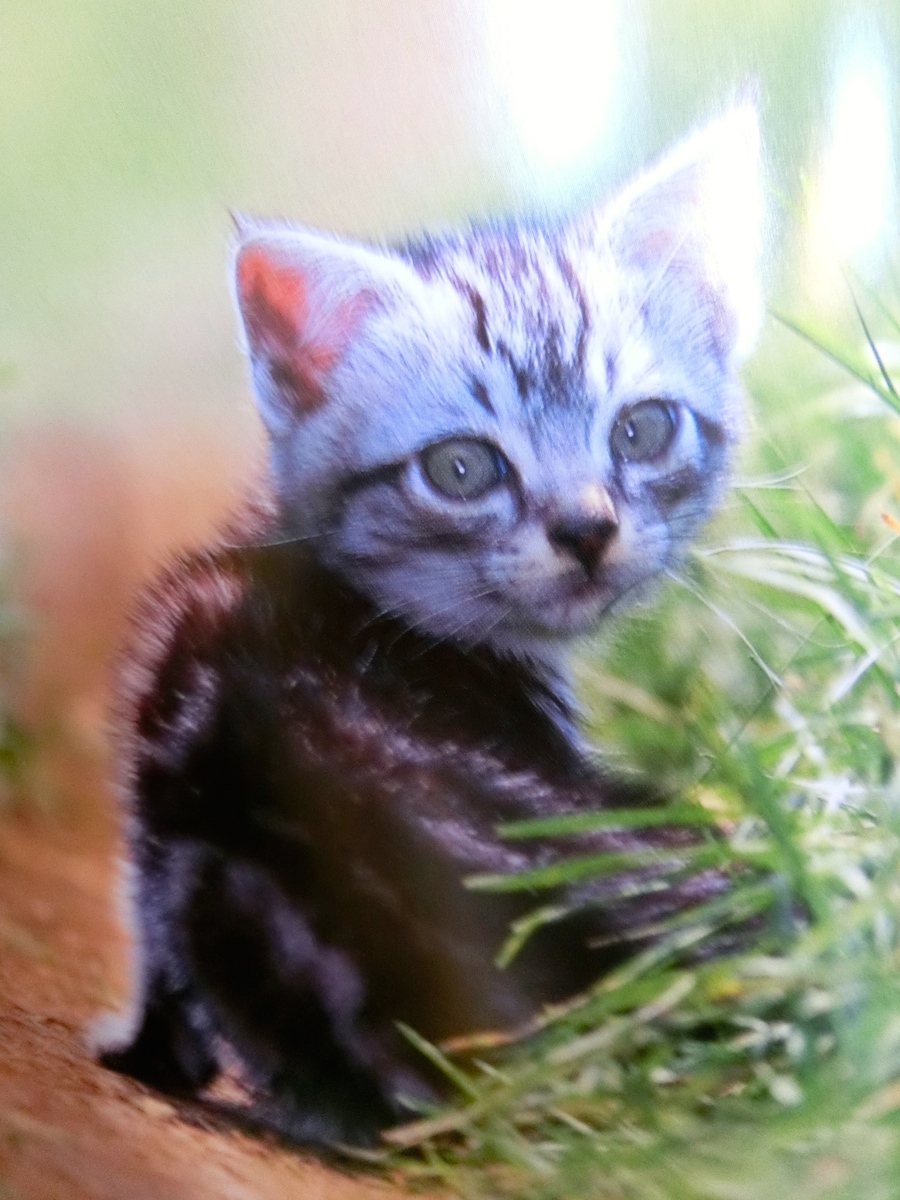 無意味にやってる訳じゃニャイの 前編 猫の行動の意味を知っておこう 猫壱 Necoichi