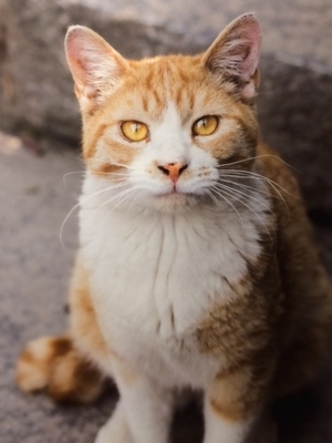 飼い主に福を呼んでくれるネコは○を見れば分る！招き猫の見分け方