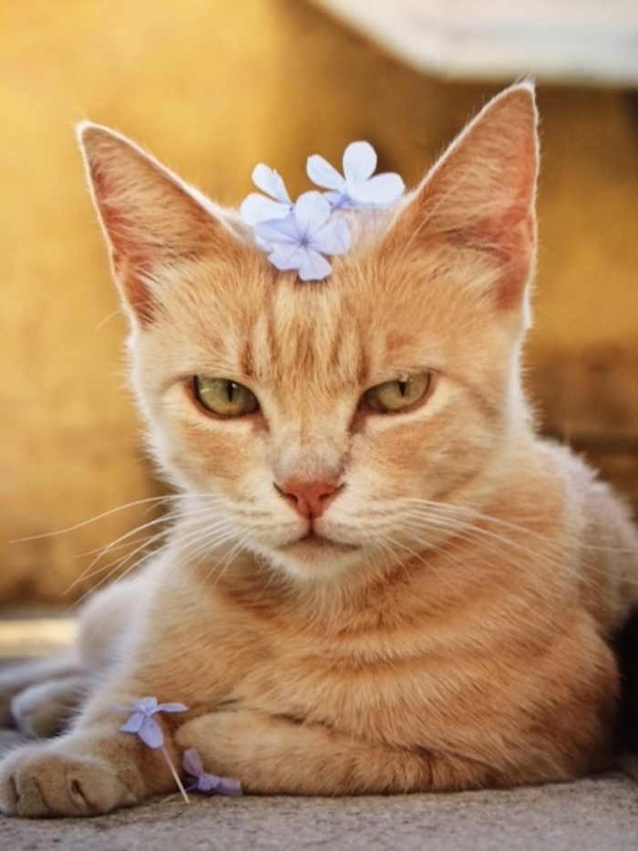 猫を飼うと幸せになる人とならない人がいる 複雑な飼い主の気持ち Starthome