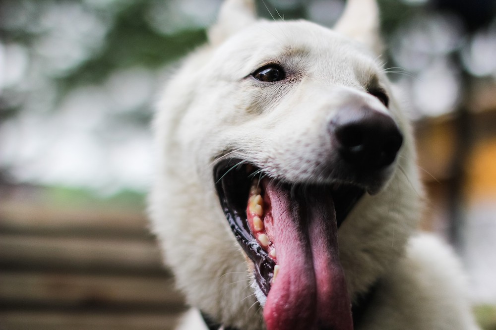 味覚はこんなに違う 犬 猫 鳥 人 一番グルメな舌を持つ動物は 猫壱 Necoichi