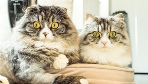 自分と似ているペットを選ぶ？あなたがその猫を選んだ意外な理由とは