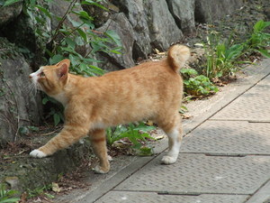 野良猫の5匹に2匹が尾曲がり猫?長崎県では8割だという理由とは