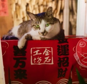 猫は嫉妬深い？電話してると鳴くのはなぜ？猫のトリビアを紹介します