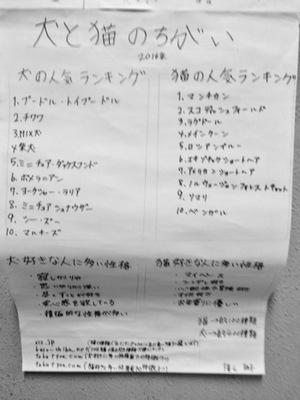 野良スコを保護してます！高級な純血種の猫が捨てられる理由とは