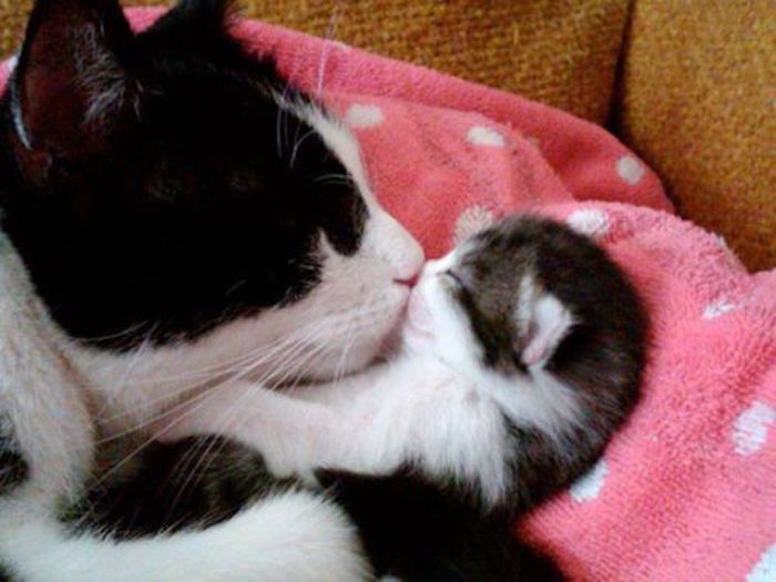 猫の妊娠 もしかして妊娠 愛猫が妊娠したらやるべきチェックポイント 猫壱 Necoichi