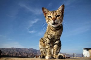 猫に脱走された飼い主は42%。しかし猫は○Kmまでなら迷子にならない？