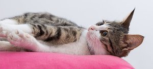 猫は撫でられるのが苦手かも？いきなりガブリの理由に思わず納得♪