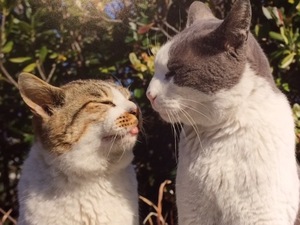 メス猫はSMが好き？猫同士の恋愛事情は意外に奥が深いのかも…。