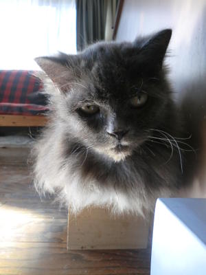 愛猫の写真を３６５日、撮ってみよう