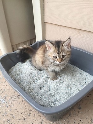猫のトイレや尿の臭い（泣）猫との暮らしで困ってしまう問題【後編】