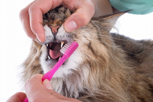 猫に歯磨きは必要ない？猫に関する「猫あるある」の意外な勘違いとは