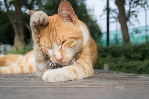 絶対合格！【ねこ検定】(=^ェ^=)もっと知りたい猫のこと・猫の生態編②