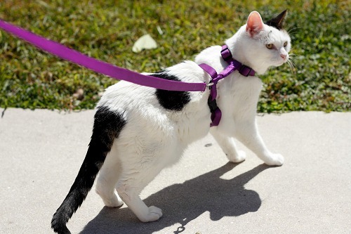 【猫の散歩】やってみたいけど…。3人に1人はやっている 猫に散歩は必要？