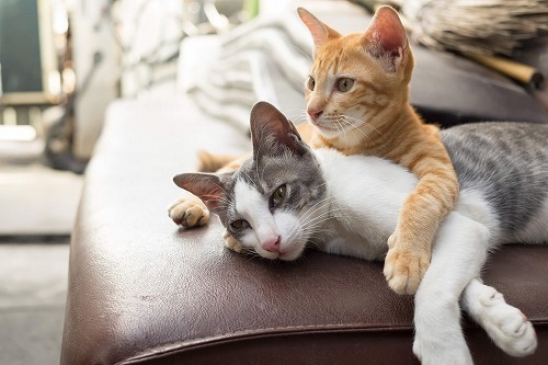 こんなときどうする？猫との暮らしで困った時のお助けマニュアル①