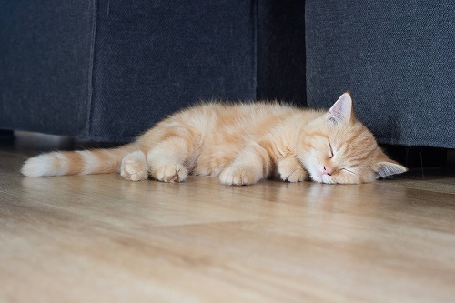 動物病院に連れて行くか迷ったら。猫の病気、こんな時どうする？