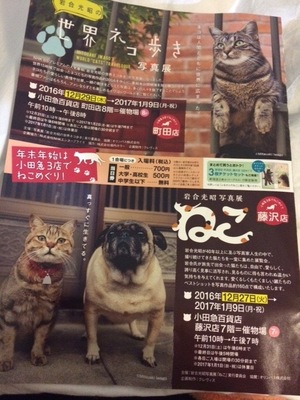 上手に猫を撮る秘訣とは？岩合光昭猫写真展(=^x^=)に行って来た！