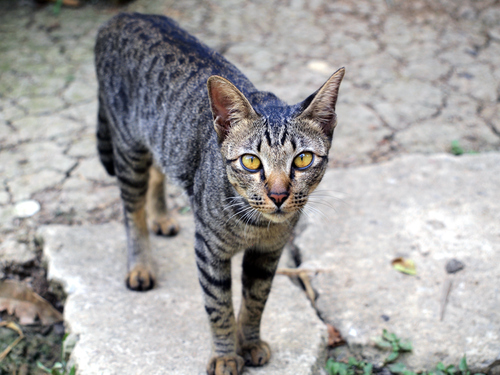 猫の災害ストレス(=｀ェ´=)「地震で失禁…」大震災時の猫のエピソード集