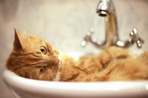 【猫の腎臓病】シニア猫の25%が発症…。猫に多い腎臓病は治らない病気？