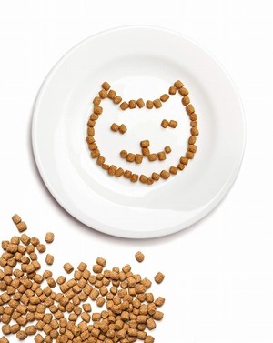 猫の手作りご飯VSキャットフード⭐️猫のご飯は〇〇によって変わるかも