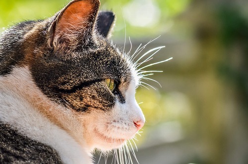 猫のヒゲの種類は全部で5種類 それぞれの正式名称をアナタはいえますか 猫壱 Necoichi