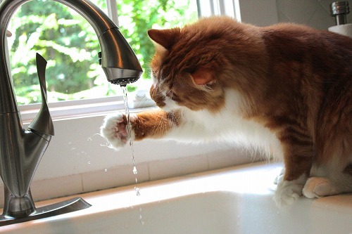 なぜ『その水』を飲むの？！結露やお風呂のお湯が好きな猫の本音
