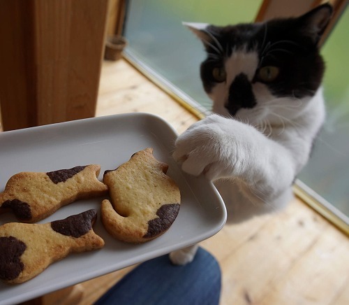 【猫のしつけ】 『降りて』『それはダメ』を猫にニャンとかうまく伝える方法