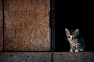 【悲報】噛み付いた後に舐めるのはなぜ？！実は知りたくなかった猫の気持ち