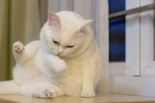 茶トラの猫は太りやすい デブ猫になりやすい猫の特徴とは 猫壱 Necoichi